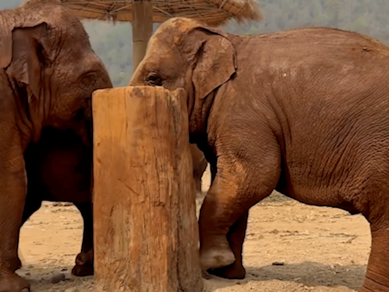 Playtime at Elephant Nature Park