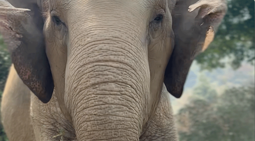 Elephants Are Fussy Eaters!